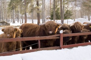 highlander cattles