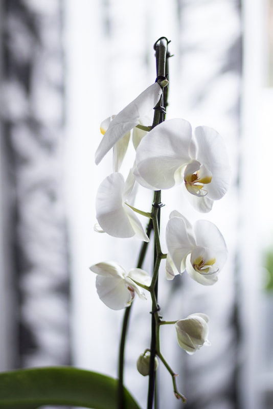 vit orkidé