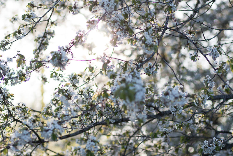 vita körsbärsträd
